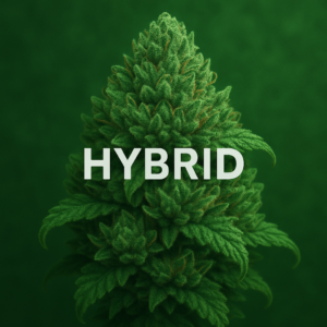 hybrid-strain-cali-wietforum-belgie